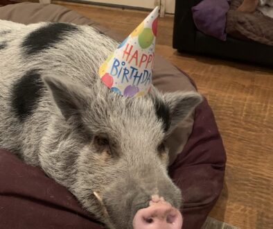 happy birthday pig