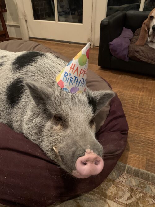 happy birthday pig