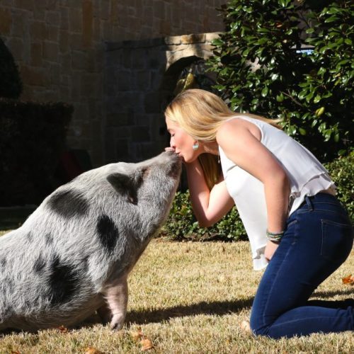 pig kisses