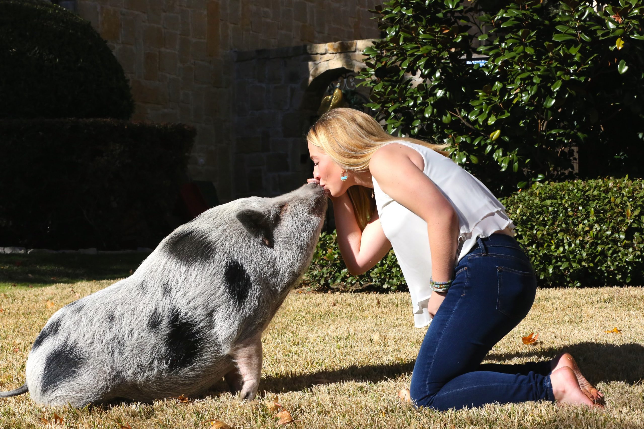 pig kisses