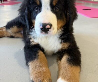 puppy yoga