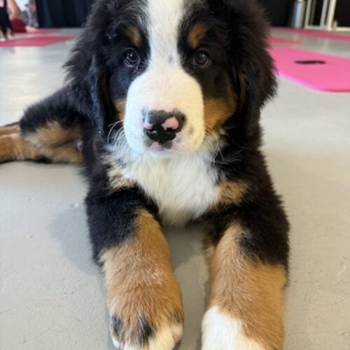 puppy yoga