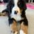 puppy yoga