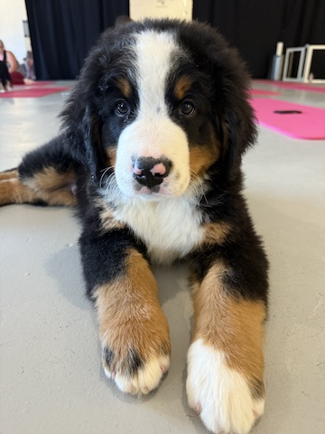 puppy yoga puppy yoga